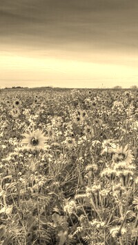 Szary + Sepia