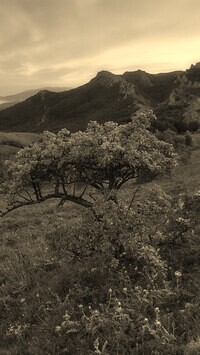 Sepia