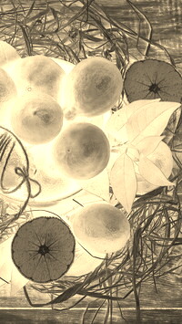 Sepia + Negatyw
