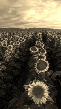 Szary + Sepia