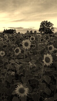 Szary + Sepia