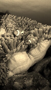 Szary + Sepia