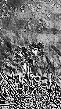 Skamielina