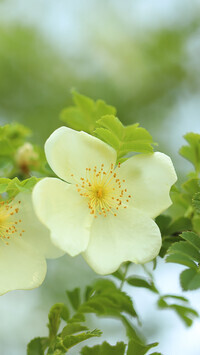 Oryginalny obrazek