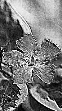 Skamielina