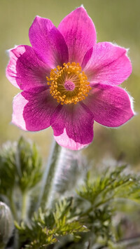 Oryginalny obrazek