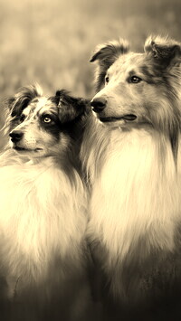 Szary + Sepia
