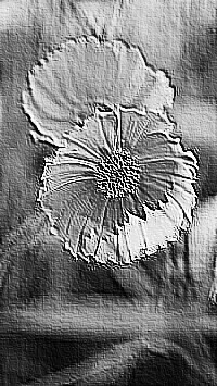 Skamielina