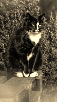 Szary + Sepia