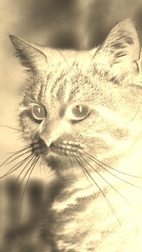 Sepia + Negatyw