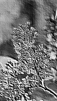 Skamielina