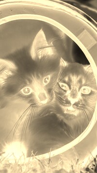 Sepia + Negatyw