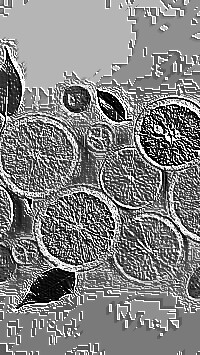Skamielina