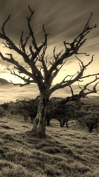 Szary + Sepia