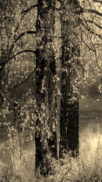 Sepia