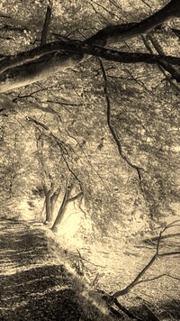 Szary + Sepia