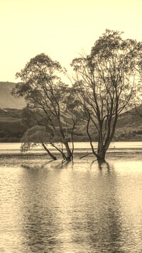Szary + Sepia