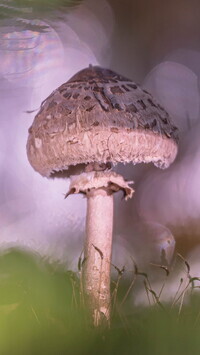 Oryginalny obrazek