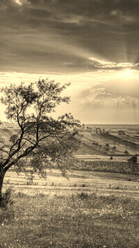 Szary + Sepia