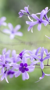 Oryginalny obrazek