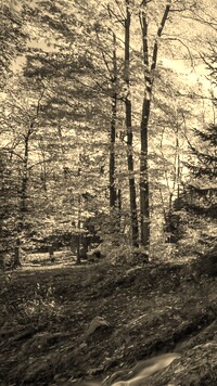 Szary + Sepia
