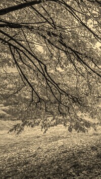 Szary + Sepia