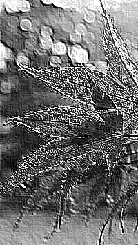 Skamielina