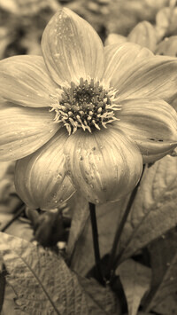 Szary + Sepia