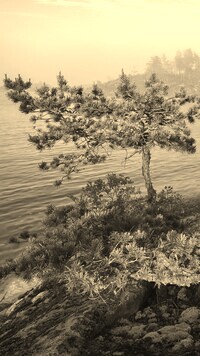 Szary + Sepia