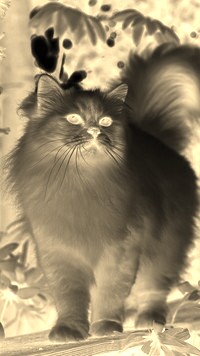 Sepia + Negatyw