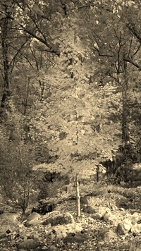Szary + Sepia