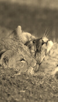 Szary + Sepia