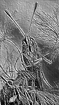 Skamielina