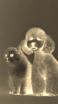 Sepia + Negatyw
