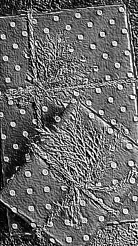 Skamielina