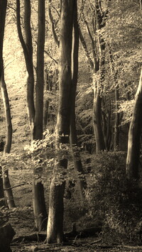 Szary + Sepia