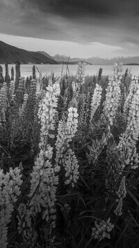 Szary
