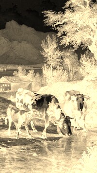 Sepia + Negatyw