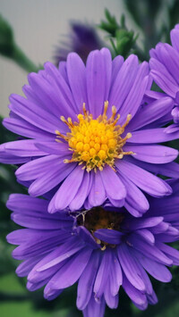 Oryginalny obrazek