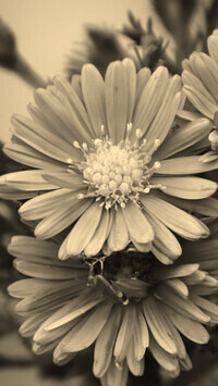 Szary + Sepia