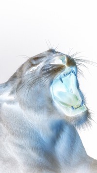 Negatyw