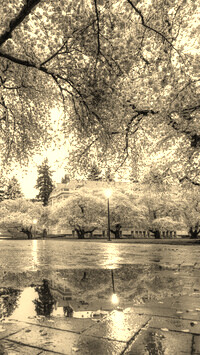 Szary + Sepia