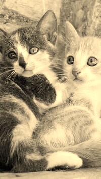 Szary + Sepia