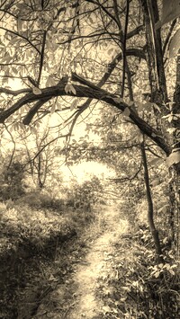 Sepia
