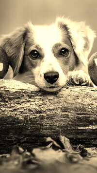 Szary + Sepia