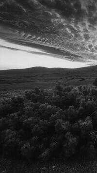 Szary