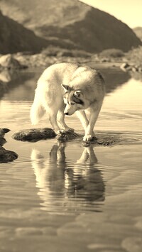 Sepia