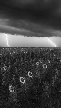 Szary