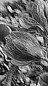 Skamielina