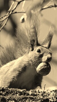 Szary + Sepia